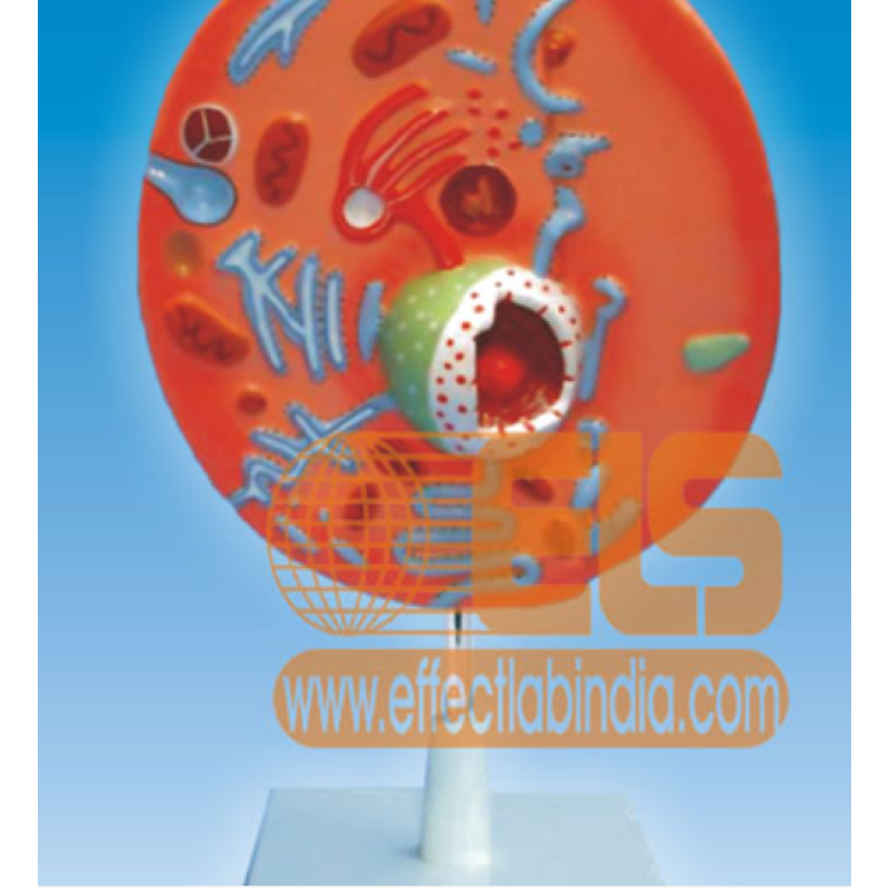 Buy Animal Cell Model get price for lab equipment